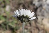 Bellis sylvestris