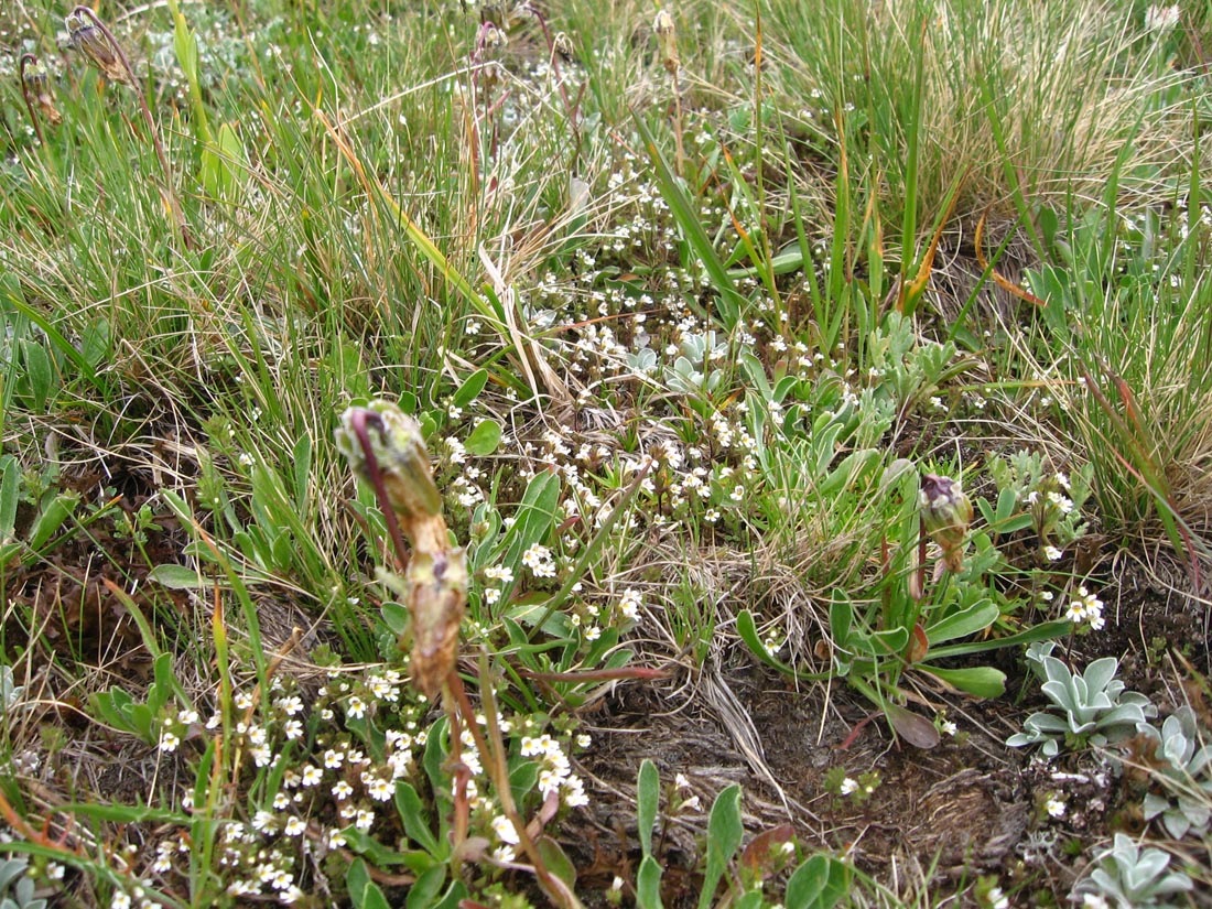 Изображение особи Euphrasia ossica.