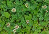 Trifolium repens