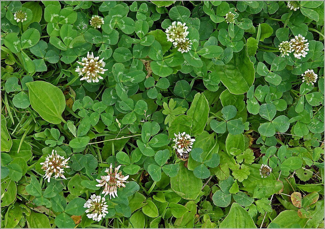 Изображение особи Trifolium repens.