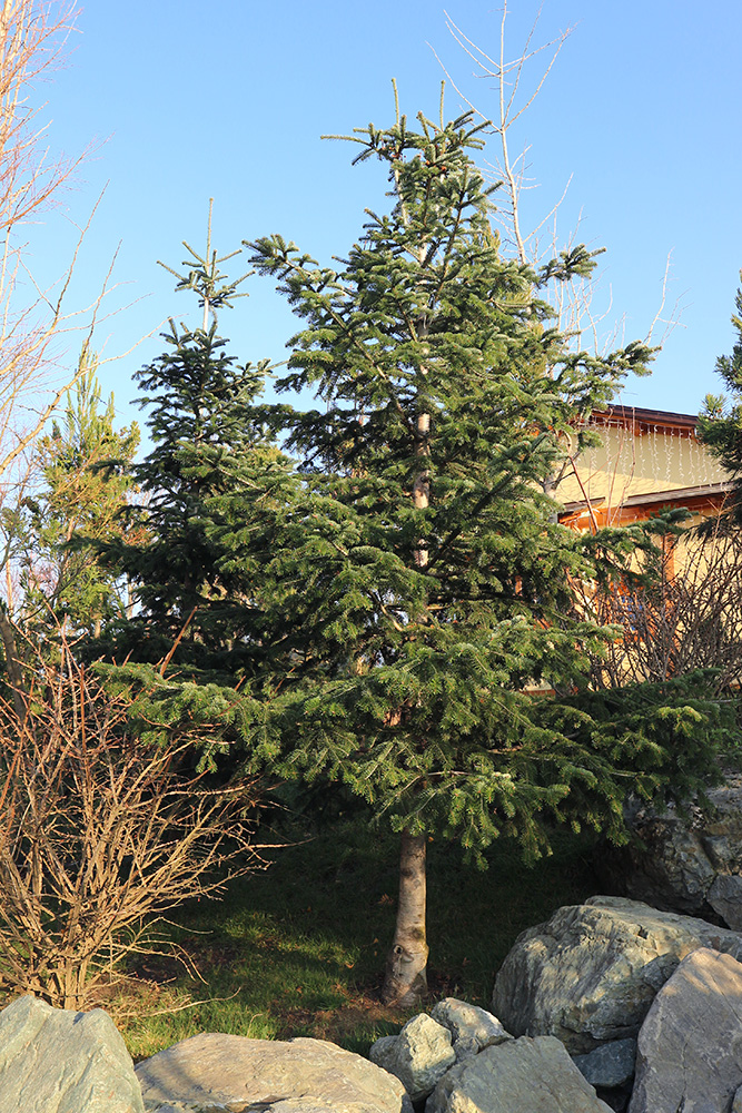 Image of genus Abies specimen.