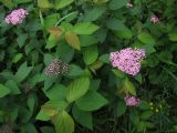 Spiraea japonica. Верхушки побегов с распустившимися и нераспустившимися соцветиями. Магаданская обл., Ольский р-н, пгт Ола, декоративное озеленение улицы. 05.08.2023.