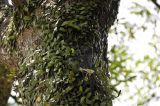 Pyrrosia lanceolata. Растения (некоторые - спороносящие) и притаившаяся ящерица. Вьетнам, провинция Кханьхоа, окр. г. Нячанг, остров Орхидей (Hoa Lan), ствол дерева, парк. 07.09.2023.