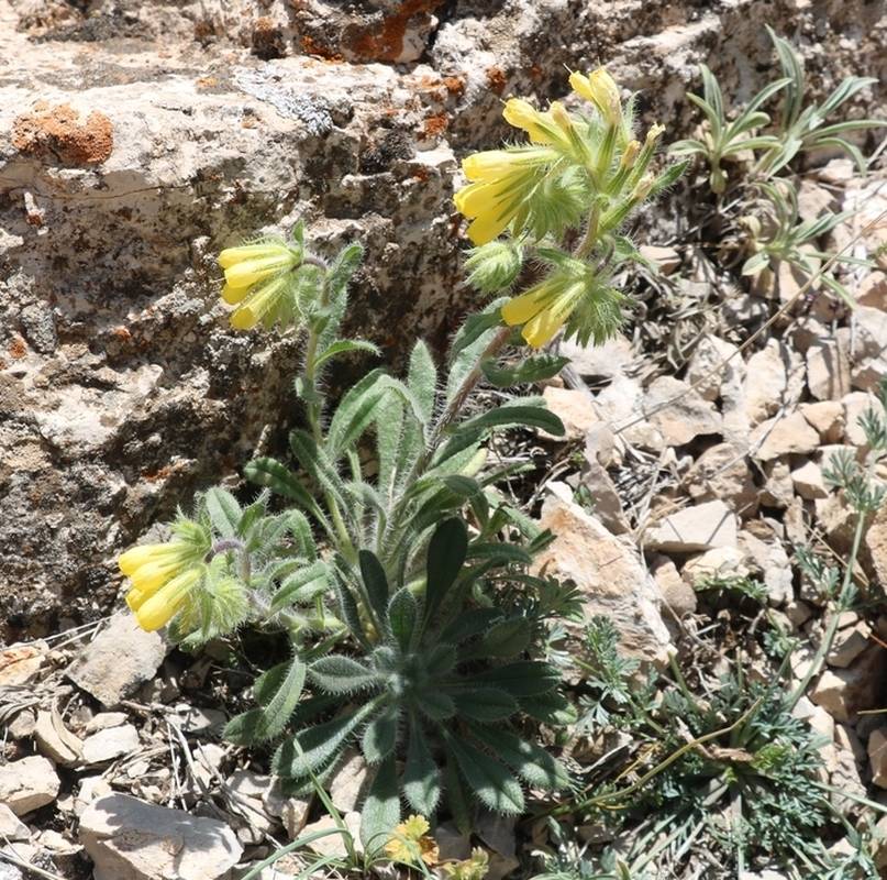 Image of genus Onosma specimen.