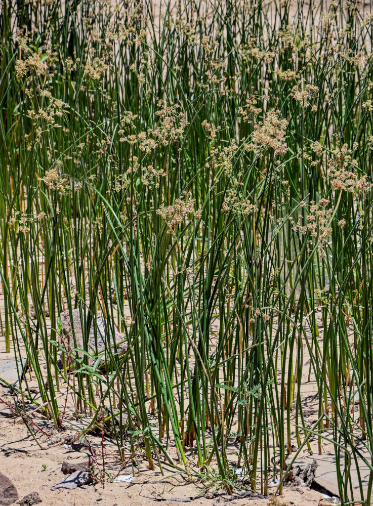 Image of genus Cyperus specimen.