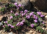 Thymus paucifolius. Цветущие растения. Полярный Урал, верховье р. Харуты, кустарничковая тундра. 11.07.2007.