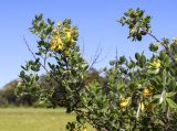 Cytisus villosus