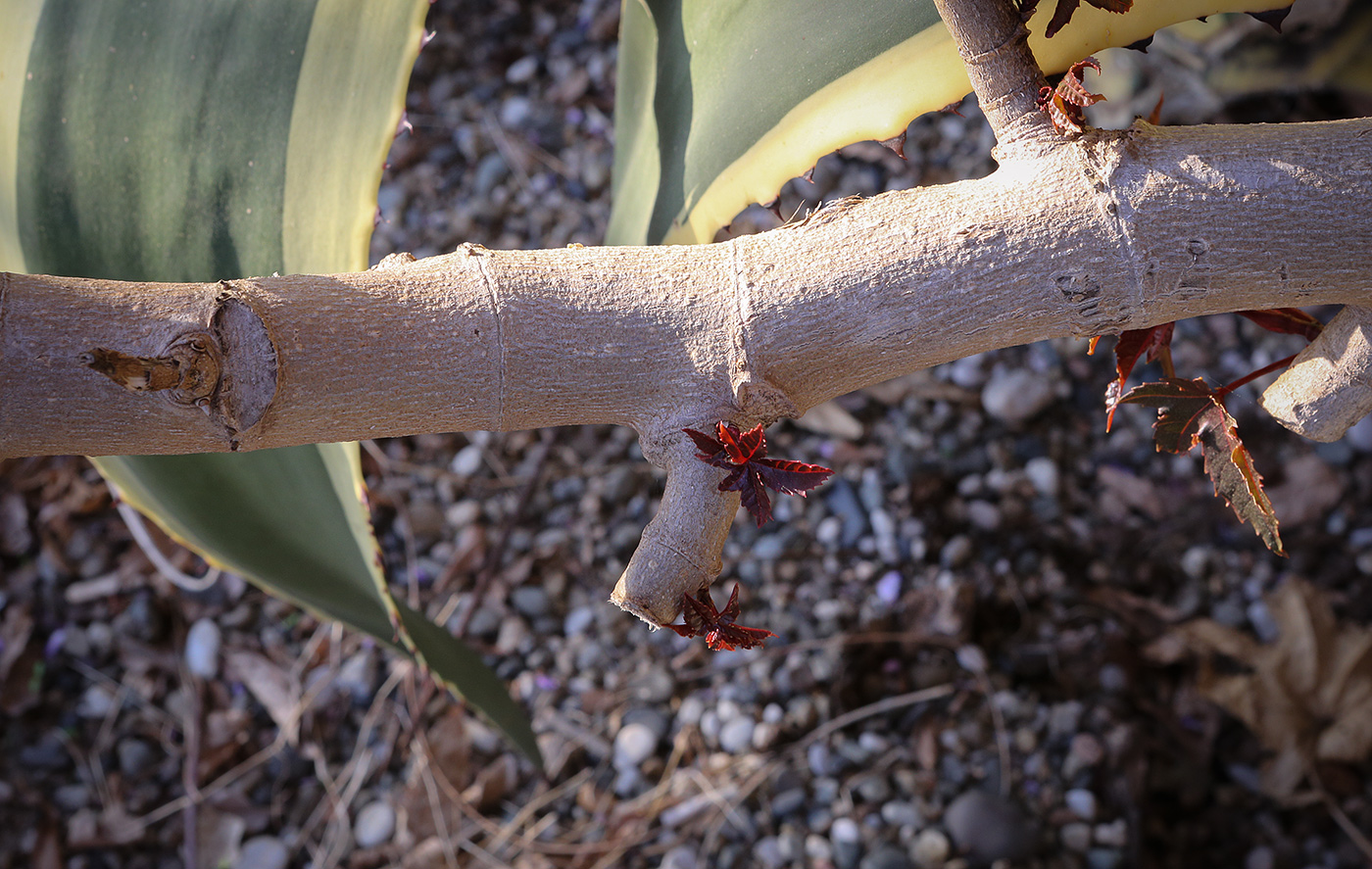 Image of Ricinus communis specimen.