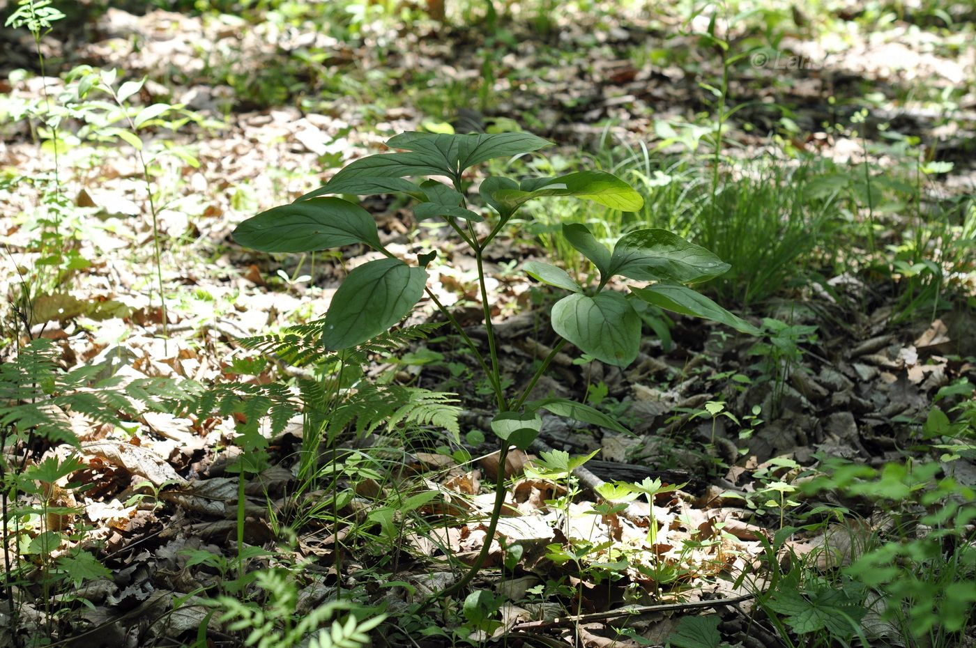 Изображение особи Paeonia obovata.