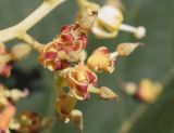 Firmiana simplex