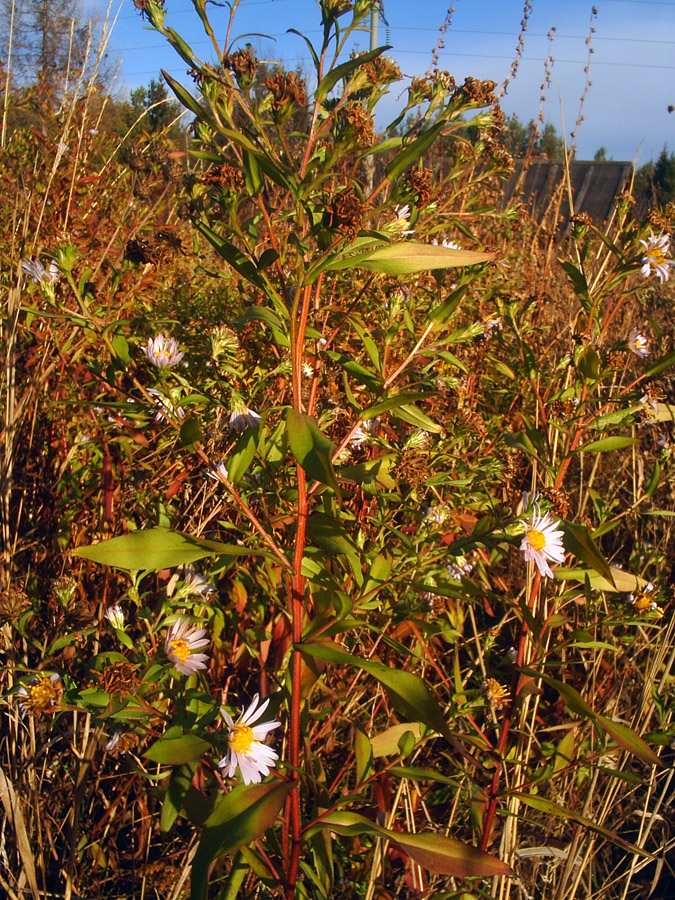 Изображение особи Symphyotrichum &times; salignum.