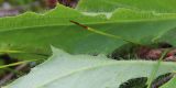 Hieracium prolixiforme. Фрагмент листьев с нижней и верхней поверхностью. Мурманская обл., окр. г. Заозёрск, высота 314.9, долинка тектонического разлома, нивальная луговина. 01.08.2022.