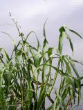 Sagittaria trifolia