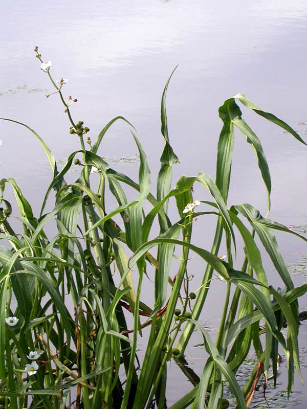 Image of Sagittaria trifolia specimen.