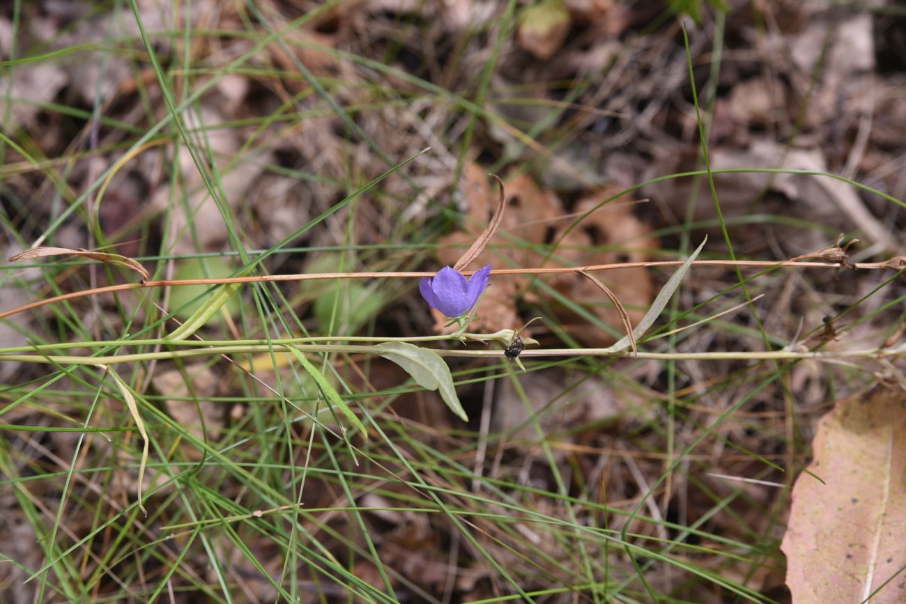 Изображение особи Campanula persicifolia.
