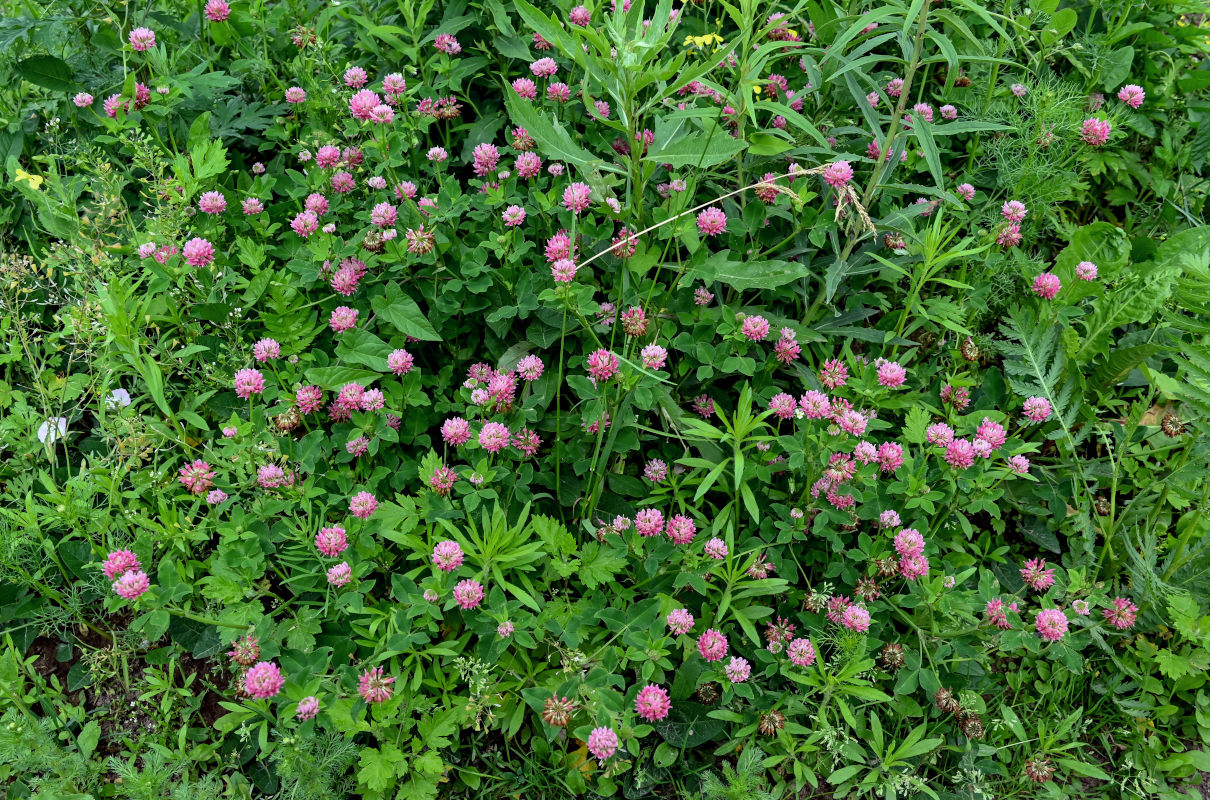 Image of Trifolium hybridum specimen.