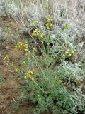 Prangos odontalgica