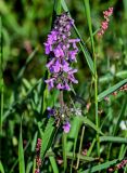 Stachys palustris