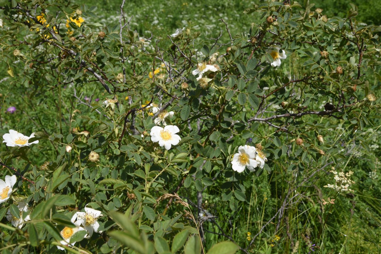 Image of genus Rosa specimen.