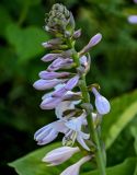Hosta albomarginata