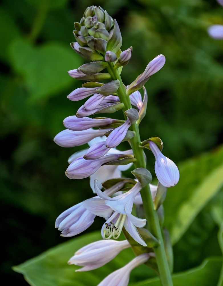 Image of Hosta albomarginata specimen.