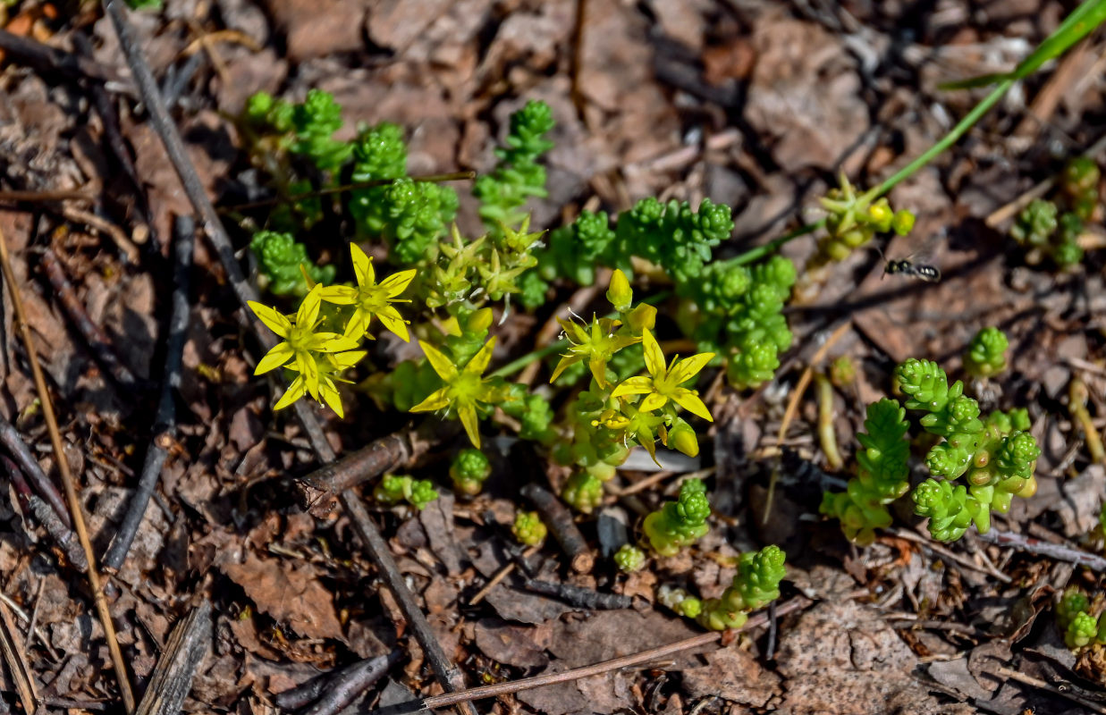 Image of Sedum acre specimen.