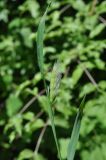 семейство Poaceae. Верхушка побега с соцветием. Грузия, Самцхе-Джавахети, окр. церкви Серафима Саровского, правый борт Боржомского ущелья, смешанный лес. 28 мая 2018 г.