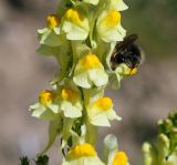 Linaria vulgaris