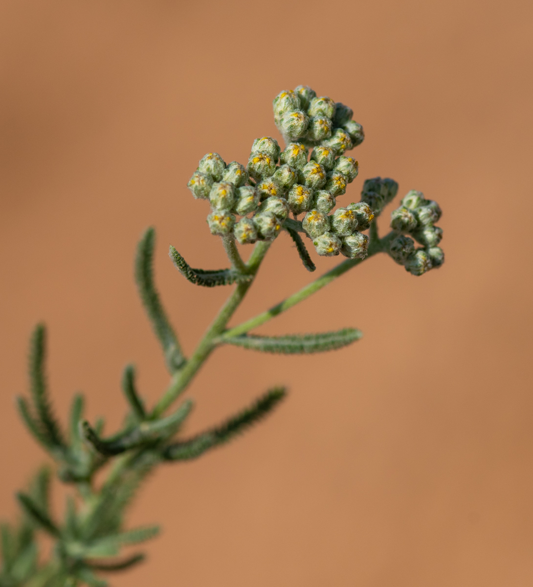 Image of genus Achillea specimen.