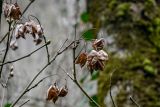 Staphylea colchica. Верхушки ветвей с прошлогодними сухими плодами. Краснодарский край, Сочи, Хостинский р-н, Агурское ущ., широколиственный лес. 14.03.2025.