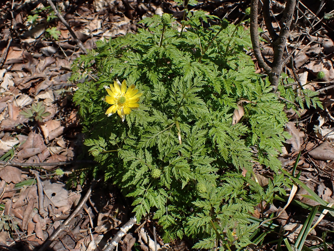 Image of Adonis amurensis specimen.