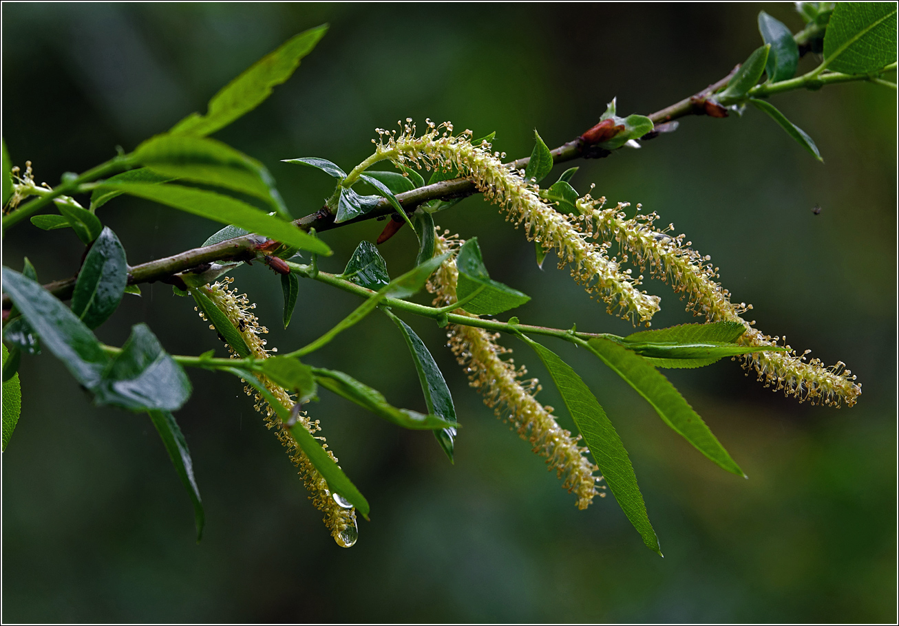 Image of Salix triandra specimen.