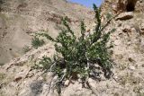 Zygophyllum gontscharovii. Плодоносящее растение. Таджикистан, Хатлонская обл., Кабодиёнский р-н, хр. Актау, горы Ходжа-Казиан, ур. Тахти-Сангин, сухой каменистый склон. 14 апреля 2025 г.