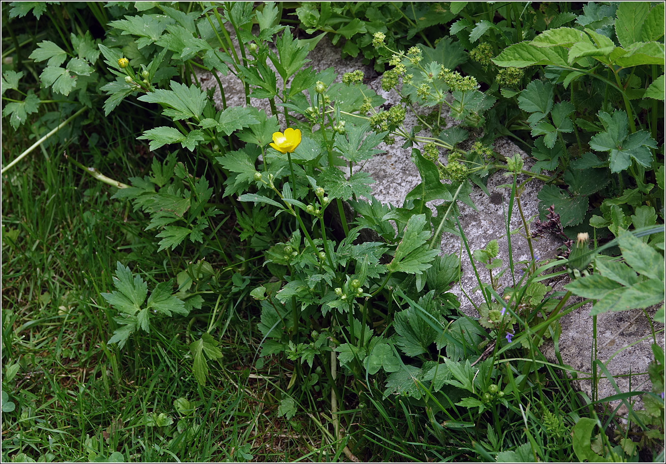 Image of Ranunculus repens specimen.