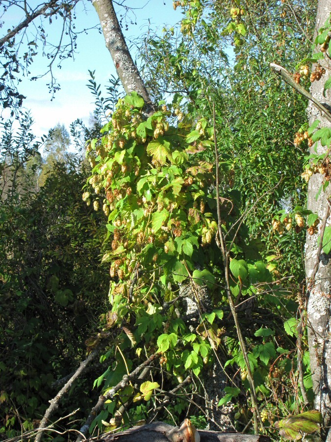 Image of Humulus lupulus specimen.