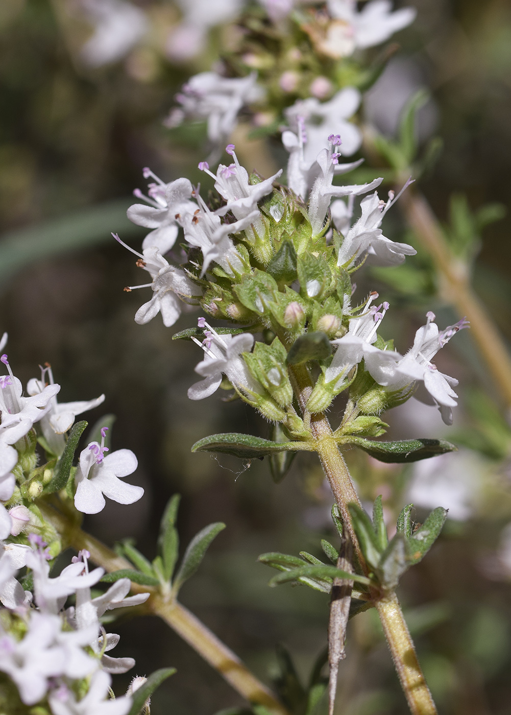 Image of Thymus vulgaris specimen.