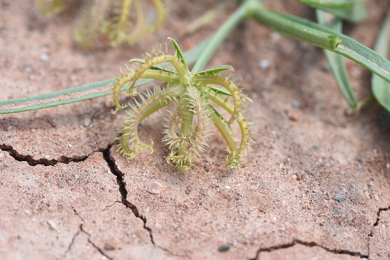 Image of Koelpinia linearis specimen.