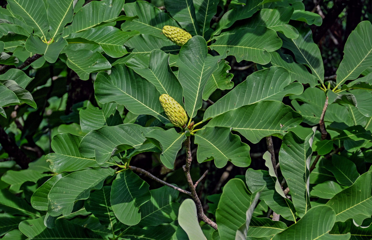 Изображение особи Magnolia officinalis.