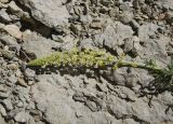 Reseda lutea. Соцветие. Турция, ил Агры, г. Догубаязит, скала, возвышающаяся на северо-востоке от дворца Исхак-паши, юго-западный склон, выс. 1820 м н.у.м, на скале. 20 мая 2025 г.