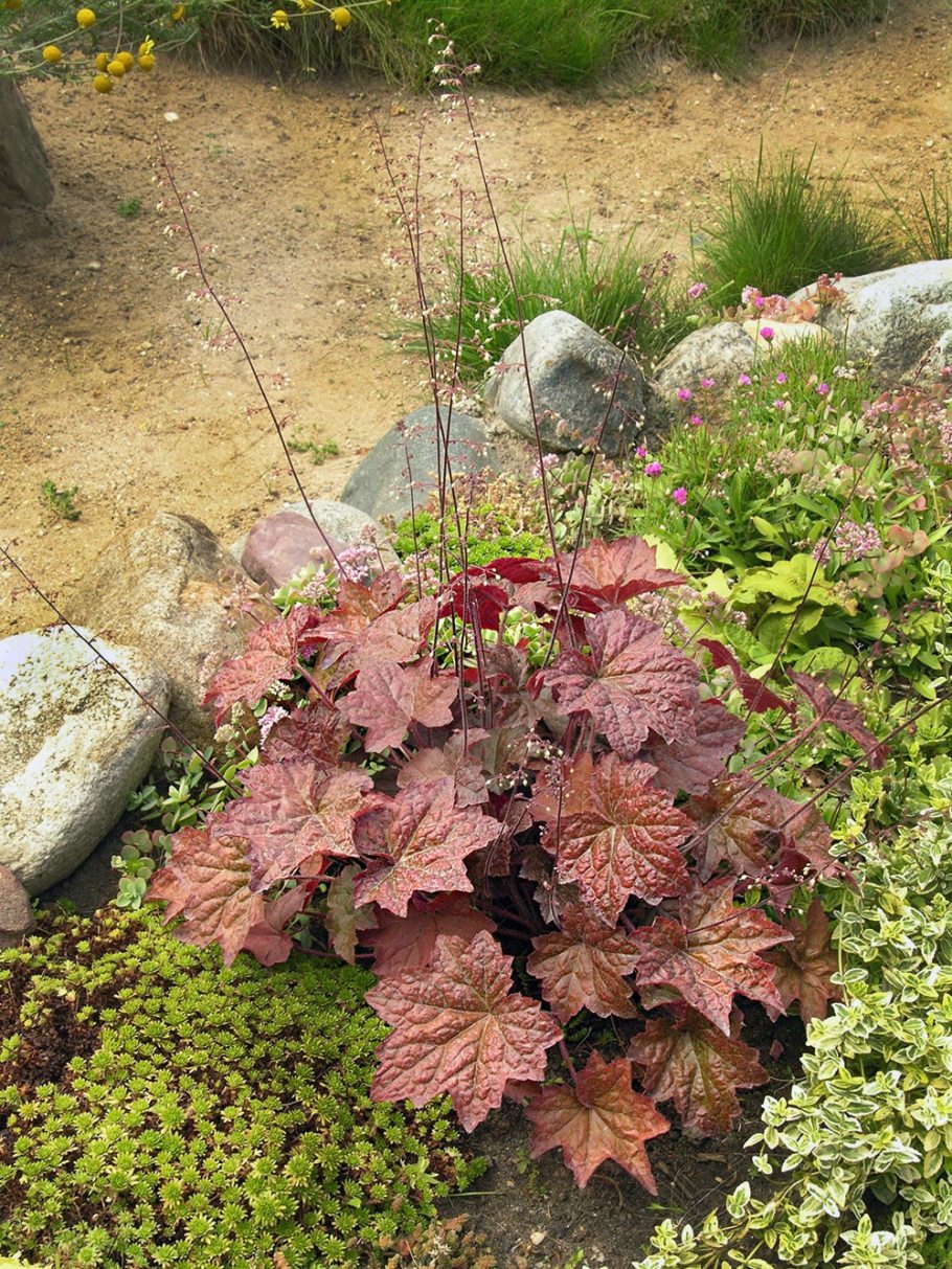 Image of Heuchera &times; hybrida specimen.