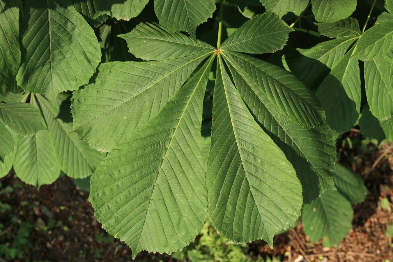 Изображение особи Aesculus hippocastanum.
