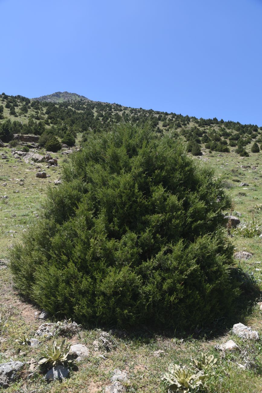 Image of genus Juniperus specimen.