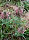 Pedicularis olgae