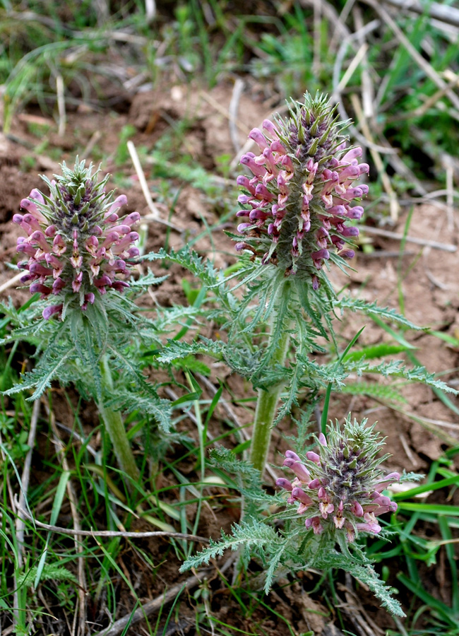 Image of Pedicularis olgae specimen.