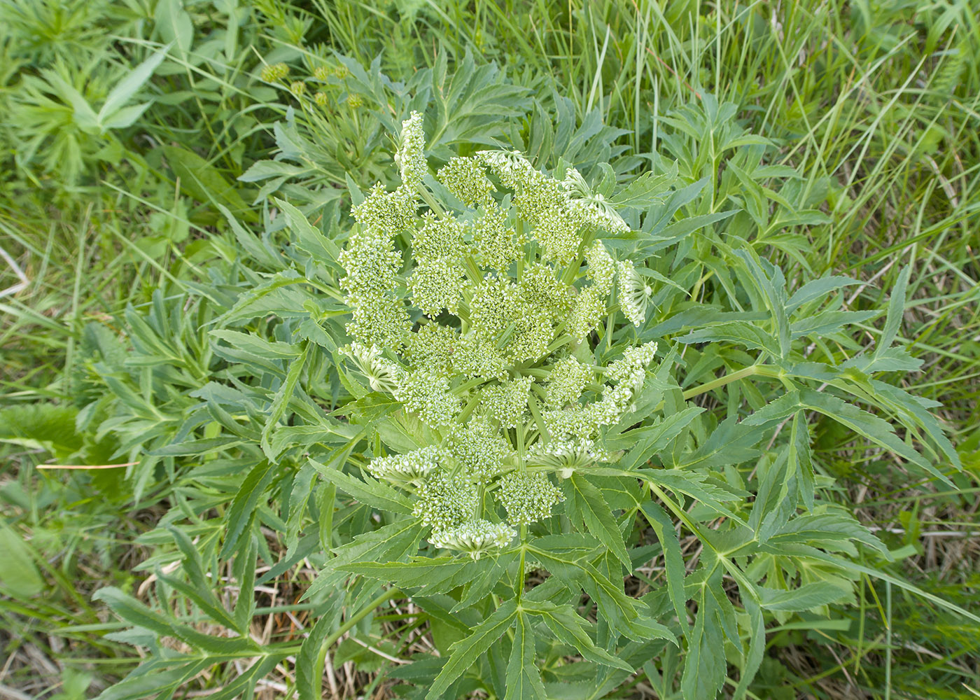 Image of familia Apiaceae specimen.