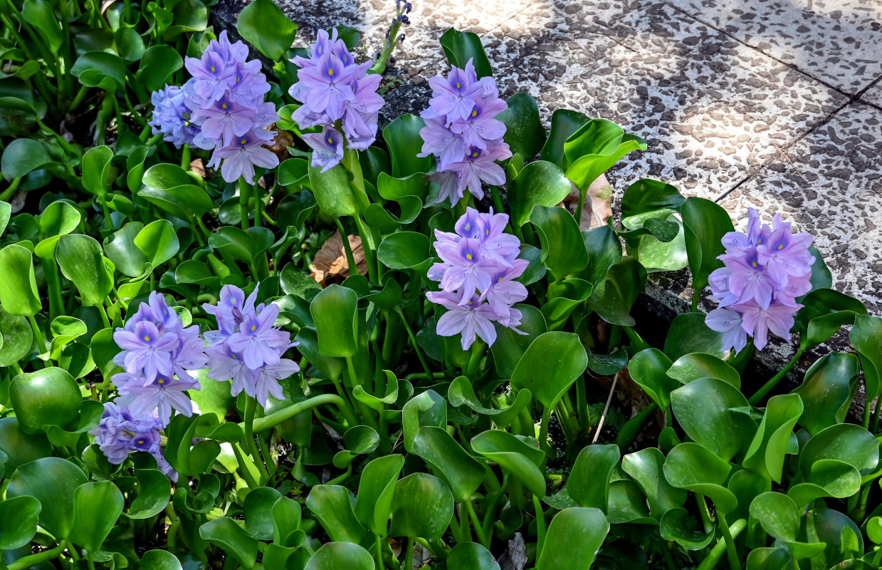 Изображение особи Eichhornia crassipes.