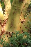 Смотреть изображение Arbutus andrachne