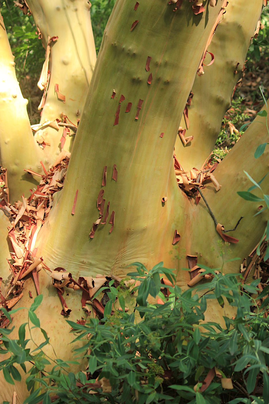 Изображение особи Arbutus andrachne.