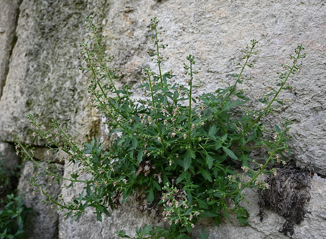 Изображение особи Scrophularia rupestris.