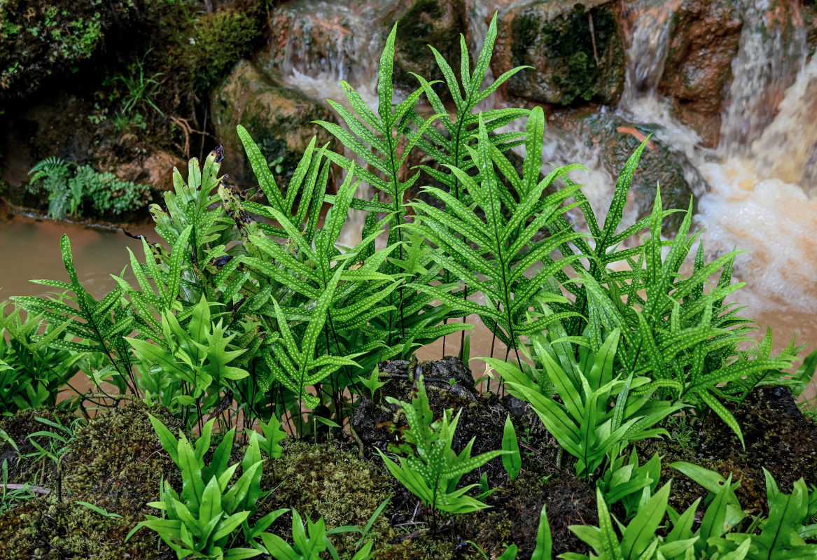 Image of Phymatosorus grossus specimen.